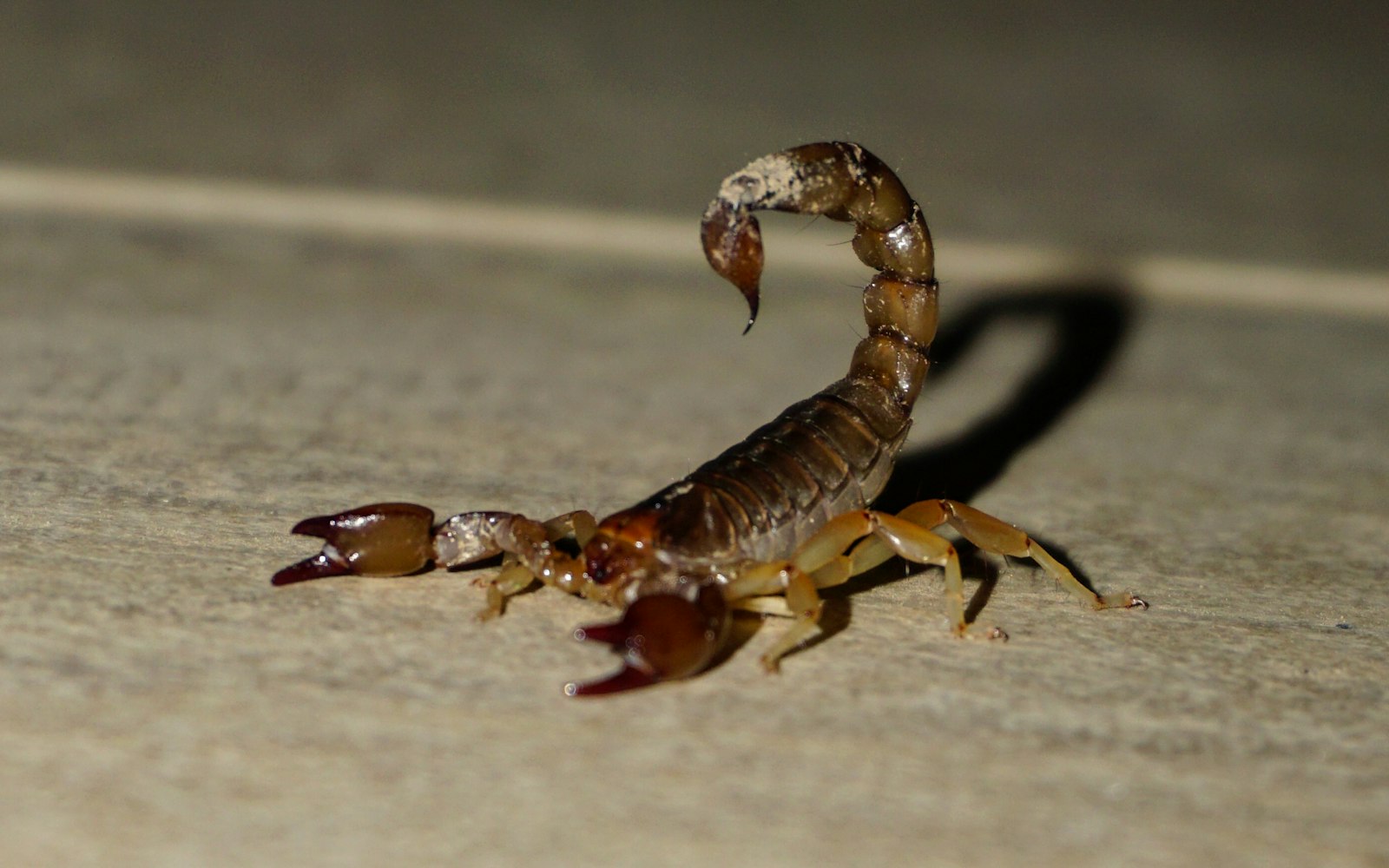 alacranes