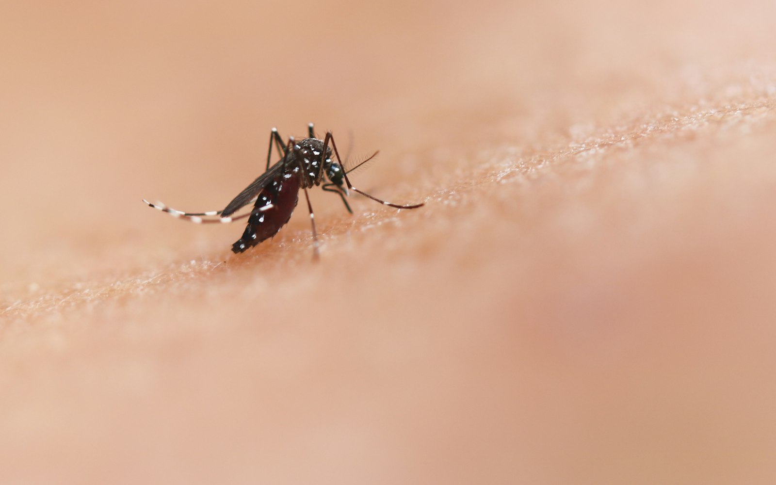 mosquitos