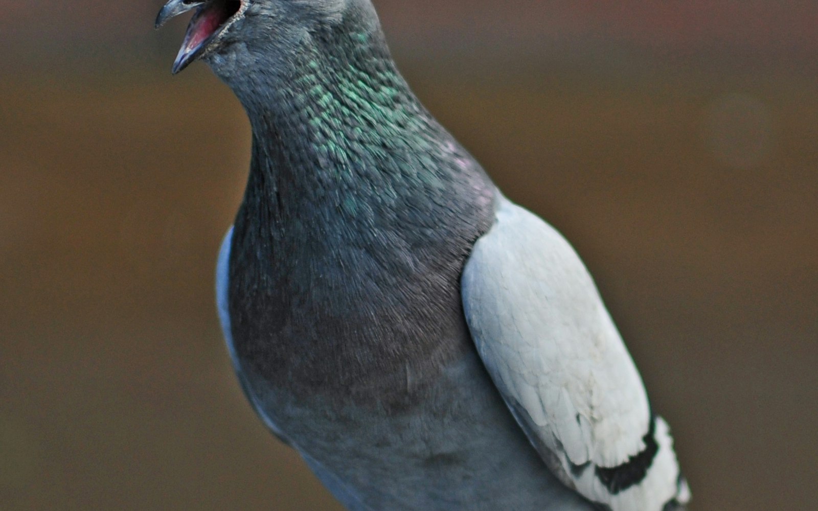 aves