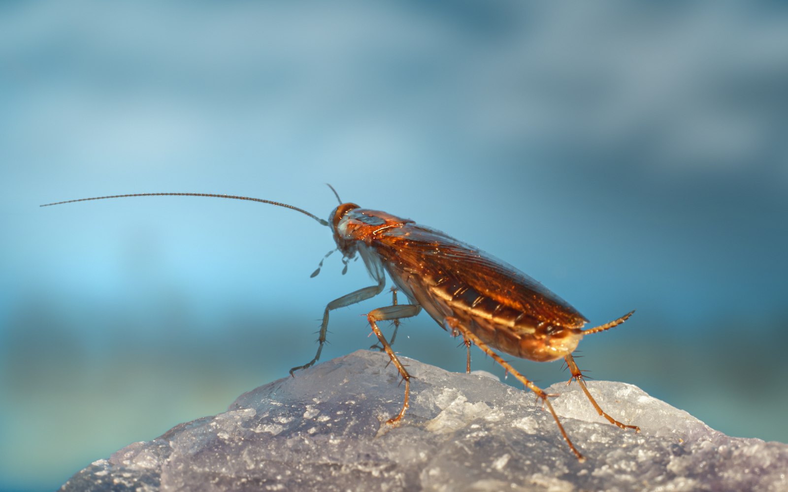 Cucarachas