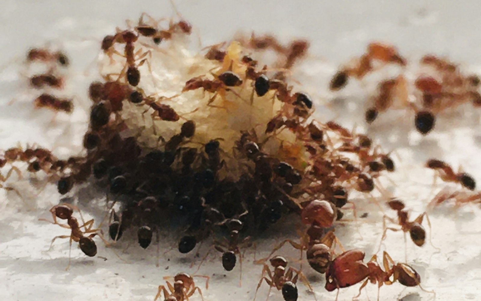 Hormigas