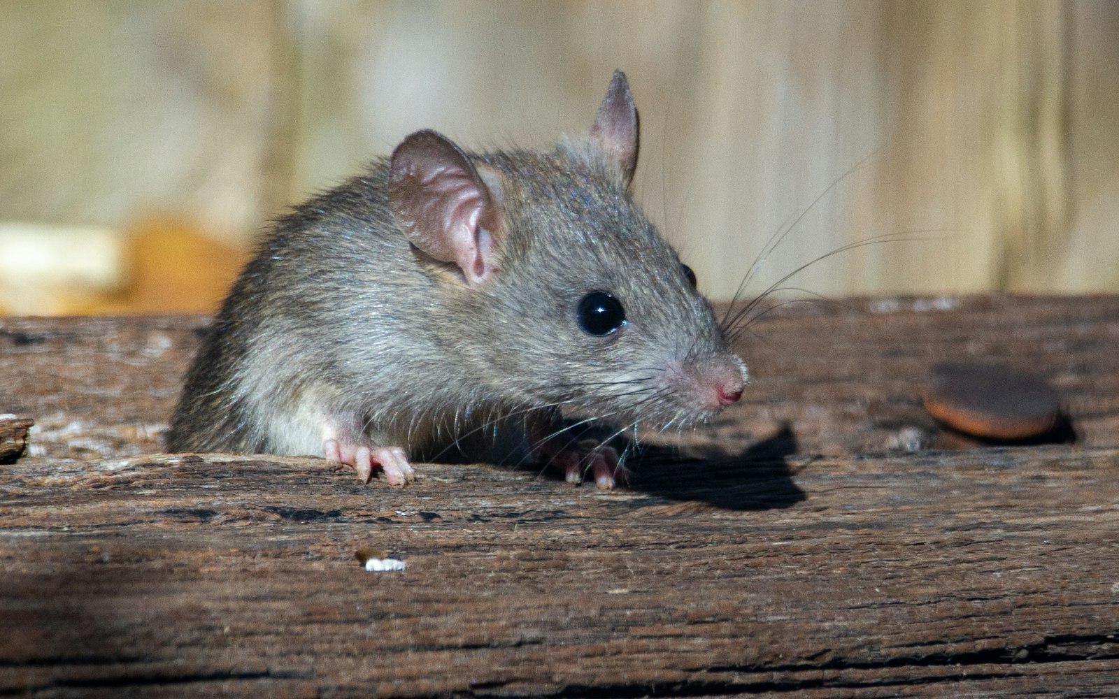 Ratas y roedores